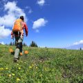 Die Flora und Fauna des Harzes: Entdeckungen auf dem Weg zum Brocken