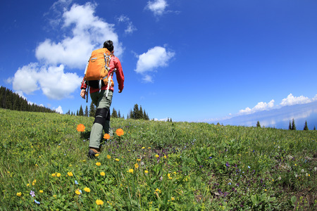 Die Flora und Fauna des Harzes: Entdeckungen auf dem Weg zum Brocken