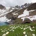 Alpine Flora und Fauna: Naturerlebnisse und Gefahren bei nächtlichen Bergaufenthalten