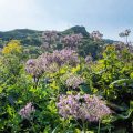 Botanische Vielfalt am Wegesrand: Frühlingsblumen und Heilkräuter erkennen