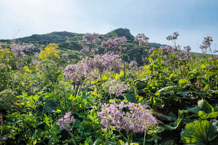 Botanische Vielfalt am Wegesrand: Frühlingsblumen und Heilkräuter erkennen