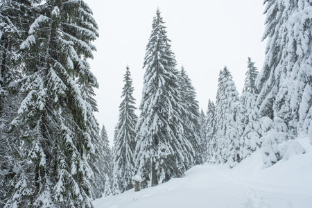Winterwandern in der Eifel und an der Mosel: Geheimtipps abseits der Saison